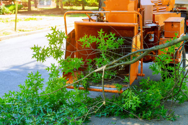 Lawn Renovation and Restoration in Cockrell Hill, TX