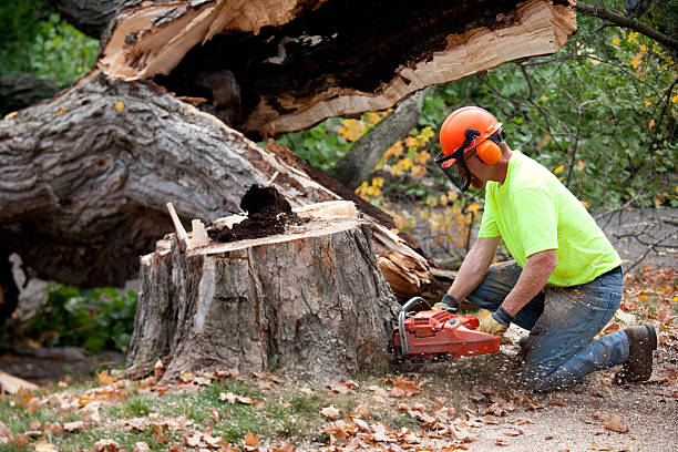 Best Emergency Tree Removal  in Cockrell Hill, TX