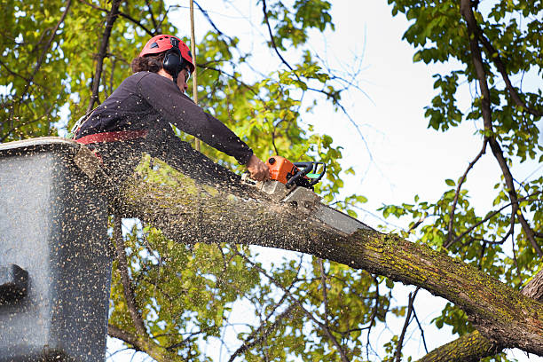 How Our Tree Care Process Works  in  Cockrell Hill, TX